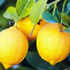 XXIV Exposição Regional do Limão