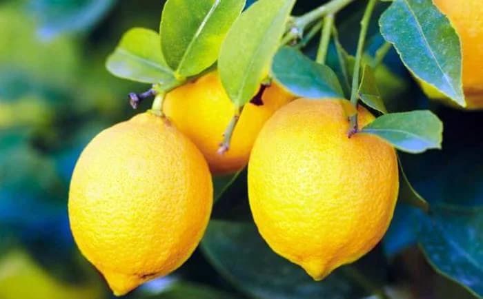 XXIV Exposição Regional do Limão