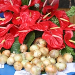 Festa da Cebola no Caniço