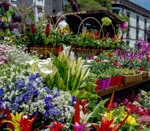 Mercadinho das Flores e Sabores Regionais anima a Festa da Flor da Madeira 2026